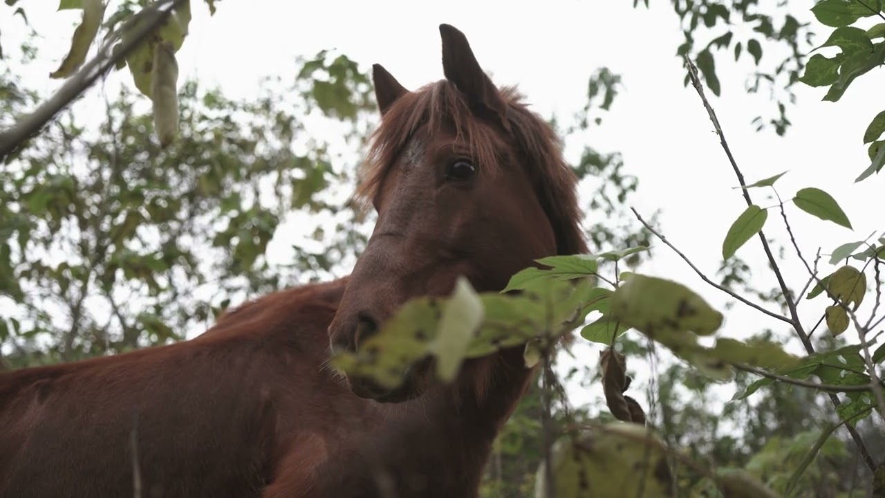 Зөн Дагасан Монгол Адуу