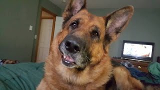 Funniest And Cute German Shepherd Dogs Videos Compilation ||NEW HD