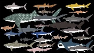 Sharks 1 and 2 @TheKidsPictureShow