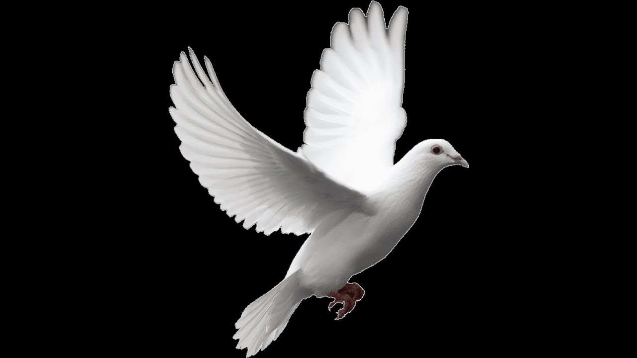 JAVA RING NECK DOVES SITTING ON 2 EGGS / 2 DAYS TO GO