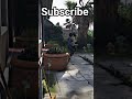 GTA V GAMEPLAY #gta #gta5 #caniearnmoneybyplayingpubg #gaming #pocox3probgmigameplay90fps