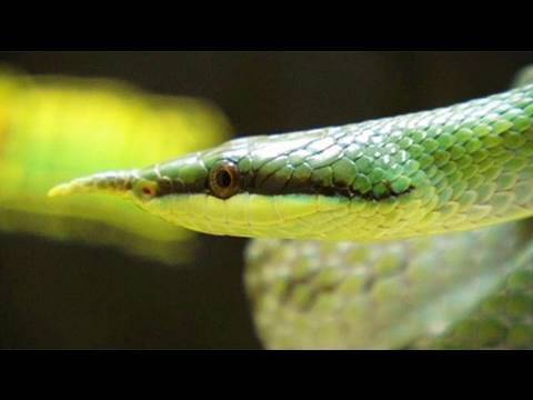 rat snakes in alabama Snake Bytes TV - 