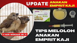 UPDATE ON KAJI FINCH CHICKS AND FEEDING TIPS TO HELP THEM GROW FAST❗