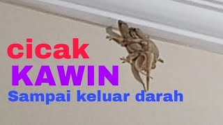 CICAK KAWIN SAMPAI KELUAR DARAH