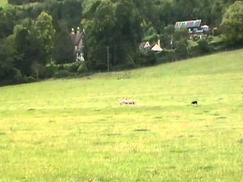 Jim Cropper English National Sheepdog Trials 2011.. Jim Cropper with max - YouTube
