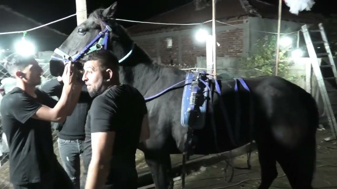 Джамбаз Седмак Али  Най Добрия