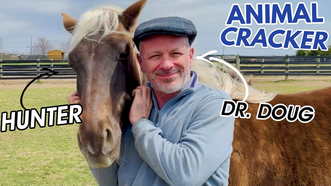 BEAUTIFUL RESCUE HORSE NEEDS A CHIROPRACTIC ADJUSTMENT - YouTube