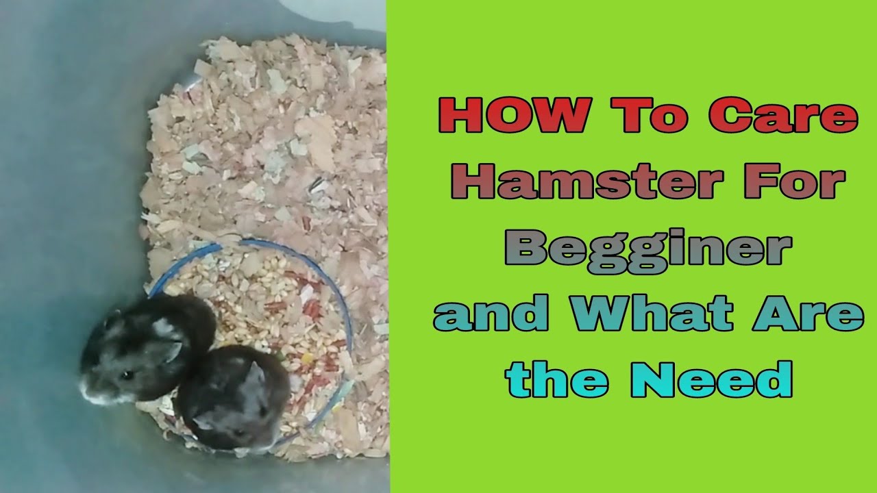 Picture of How To Care Hamster | What Are The Needs Of Hamster - YouTube