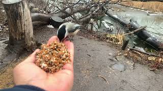 Feeding birds
