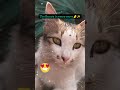 Eyes✨👀#shorts #cats #new  #YT_Meet_fluffy #cat #ytshorts #youtubeshorts #viral #trending