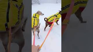Stop Leaving Your Dog at Home! 🛑 The Ultimate Winter Travel Hack