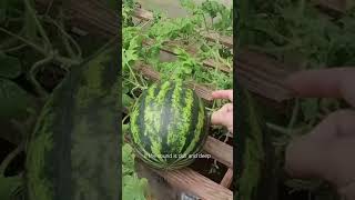 Balcony Watermelon Growing Actually Worked#satisfying #garden #plants #fruit