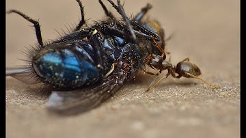 🐜 Strong Ant Housefly Food Run - Macro Videography - Panasonic Lumix + Raynox DCR-250 - Macro Shots