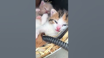 #feralcat #adoptstrays #rescuecat #straycat @jonathansgirl72