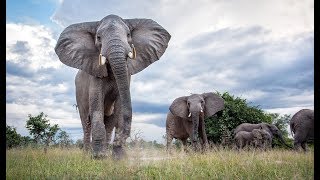 South Luangwa - Zambia Overview