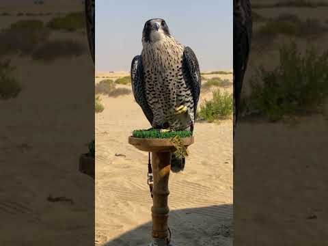 حالات واتس اب طير شعر قصايد مقناص تصميم فيديوهات