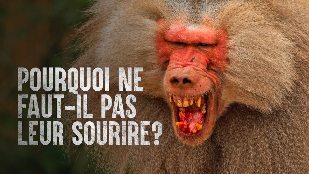 Comment survivre à une attaque de babouin