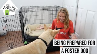 How To Prepare For A Foster Dog Avoiding Separation Anxiety, Crate Training, & More
