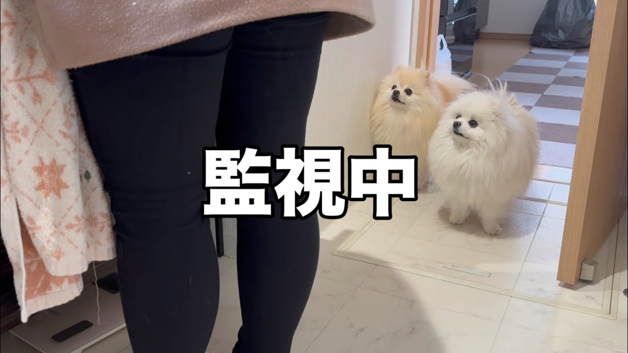 どんな時も側から離れずママの監視を続けるポメラニアン！ - YouTube