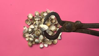Amazing Idea With Crushed Shell Diycraftsidea Jesmonite