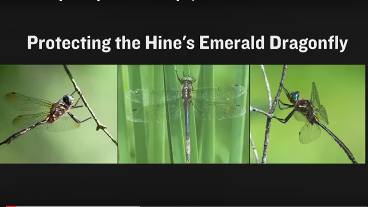 ComEd Protecting the Endangered Hines Emerald Dragonfly