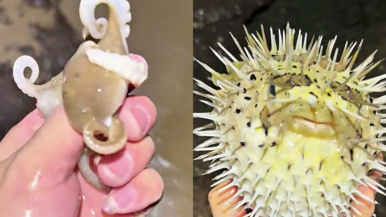 Catch Crab, Lobster, Snail and Fish by bait in the beach to cook and delicious