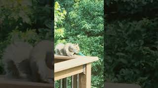 We Put A Spoon Full Of Peanut Butter Out In The Deck And A Squirrel Came Up And Ate It All 