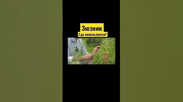 Использование зюзника / Живая аптека