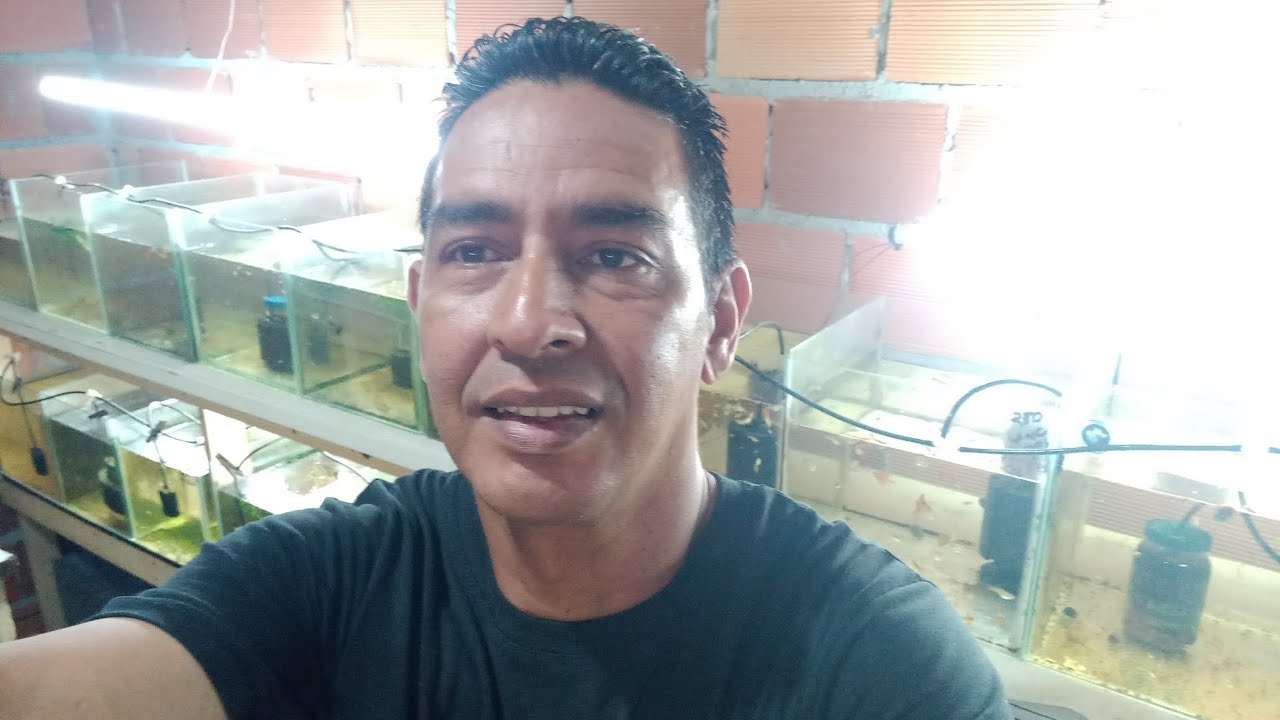 Atualização semanal novidade essa semana na criação de guppys