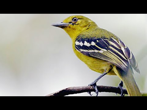 Suara Burung Cipoh Cupon Sirpu Sirtu di Alam Liar Untuk Pikat Pulut