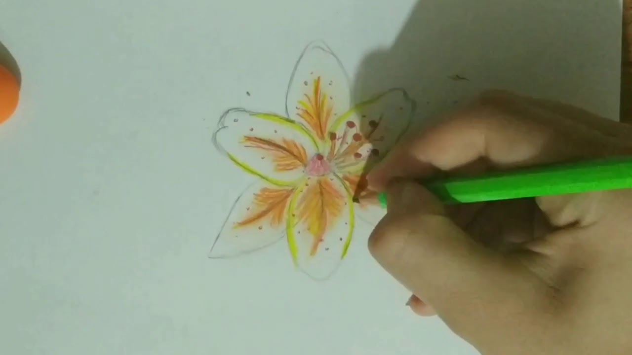 Dessiner Un Lys comment dessiner des fleurs Les dessins et coloriage