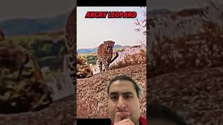 Leopard attacks Falcon #animals #wildlife #trending #shorts #revenge