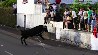 Tourada à corda nas Doze Ribeiras, 30 de julho de 2025