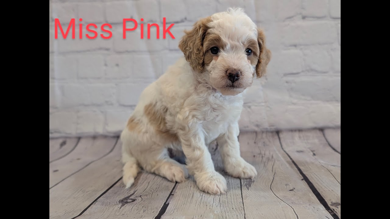 F1B Goldendoodle 5-week Old Puppies