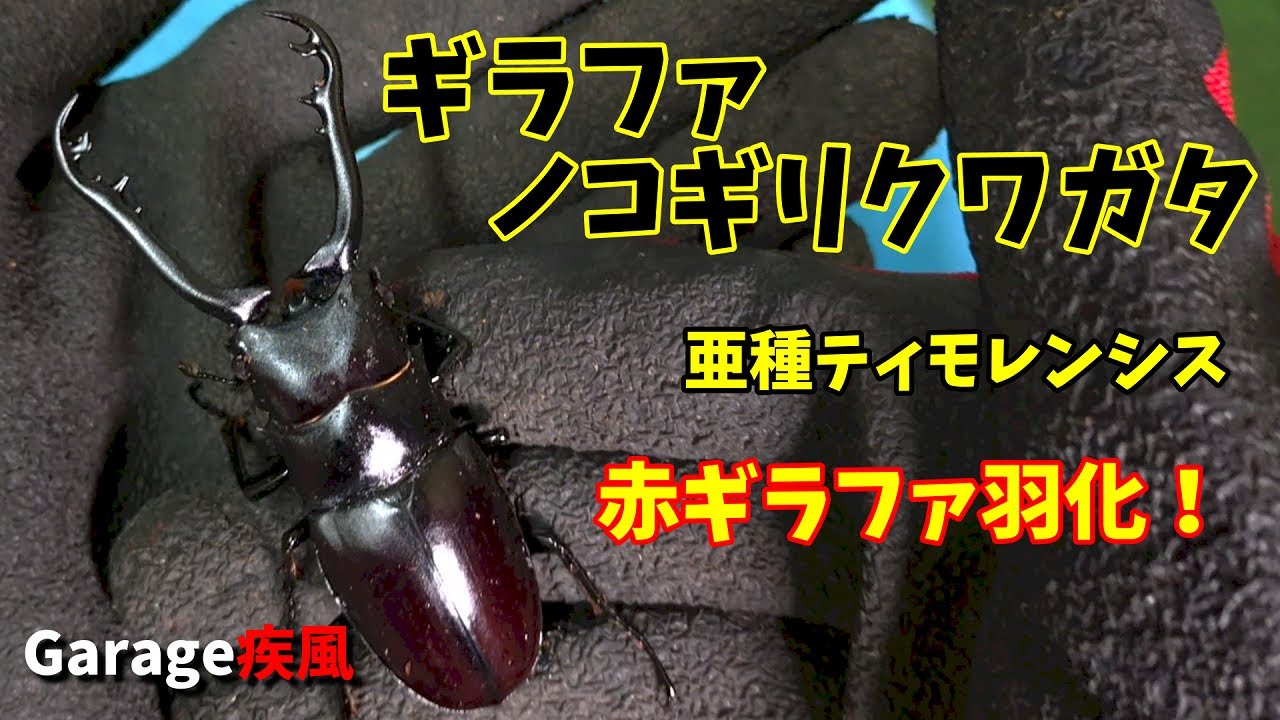 ギラファノコギリクワガタ羽化　亜種ティモレンシス　赤ギラファが羽化しました　