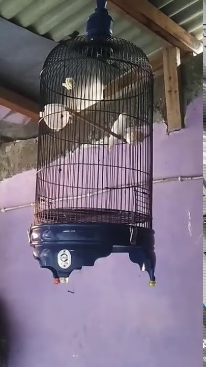 Lovebird Albino Ngeriwik belajar ngekek.