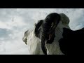 "COW" Andrea ARNOLD [First Look Clip 1]
