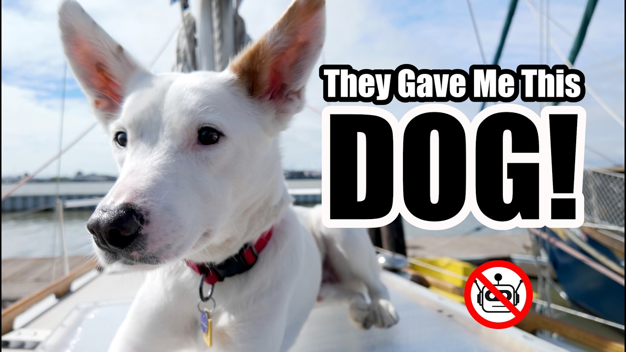 ⁣I Got a DOG!😱Buster & Seaton's 1st Adventure #doglife #sailboat #vlog