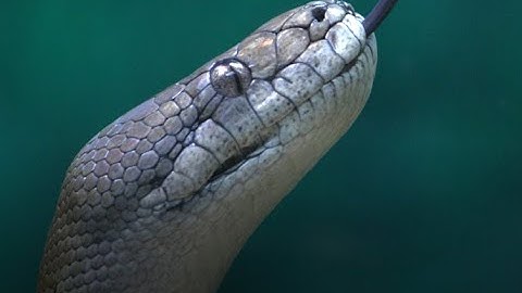 This is a video about executing Python and SQL together in SQL Server.