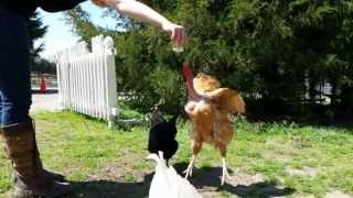 Chicken  Super Slow Motion Jump