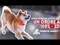 Apprendre un signal (ordre) à son chien à  💯% - Règle des 3D -