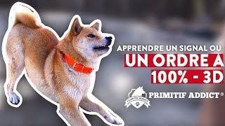 Apprendre un signal (ordre) à son chien à 💯% - Règle des 3D -