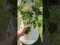 Lettucegrow update