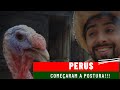 Primeiros Ovos de Peruas da Temporada | Gutejando