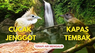 Duet Maut  Cucak Jenggot U0026 Kapas Tembak Gacor  Terapi Air Mengalir