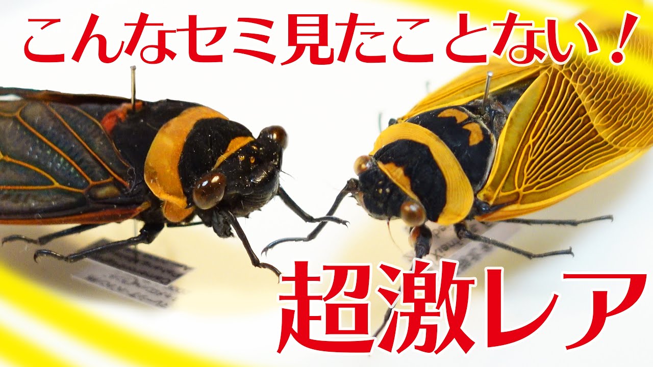 超激レア！】めちゃくちゃ綺麗なセミ【キエリアブラゼミ、チェンアミ