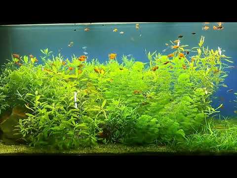 Video Cá mún đỏ . - youtube