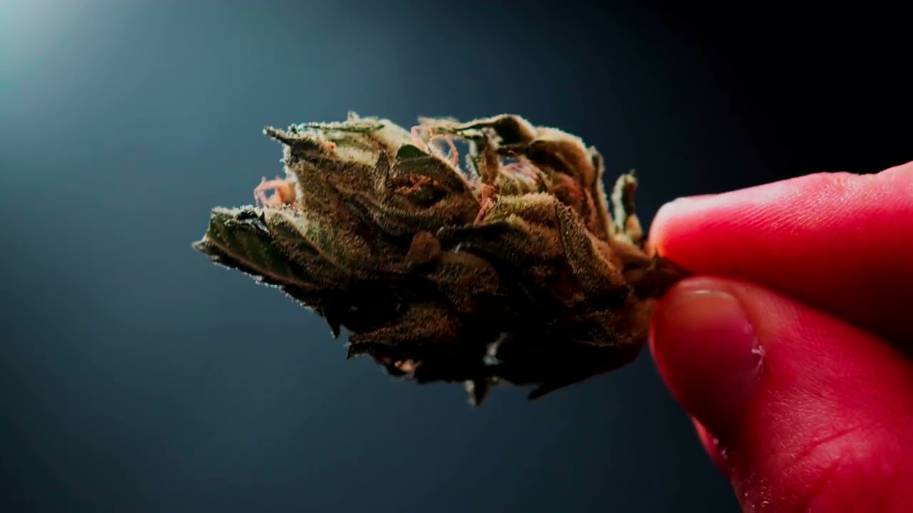 The Untold Story of Sour Diesel | NYC’s Legendary Strain