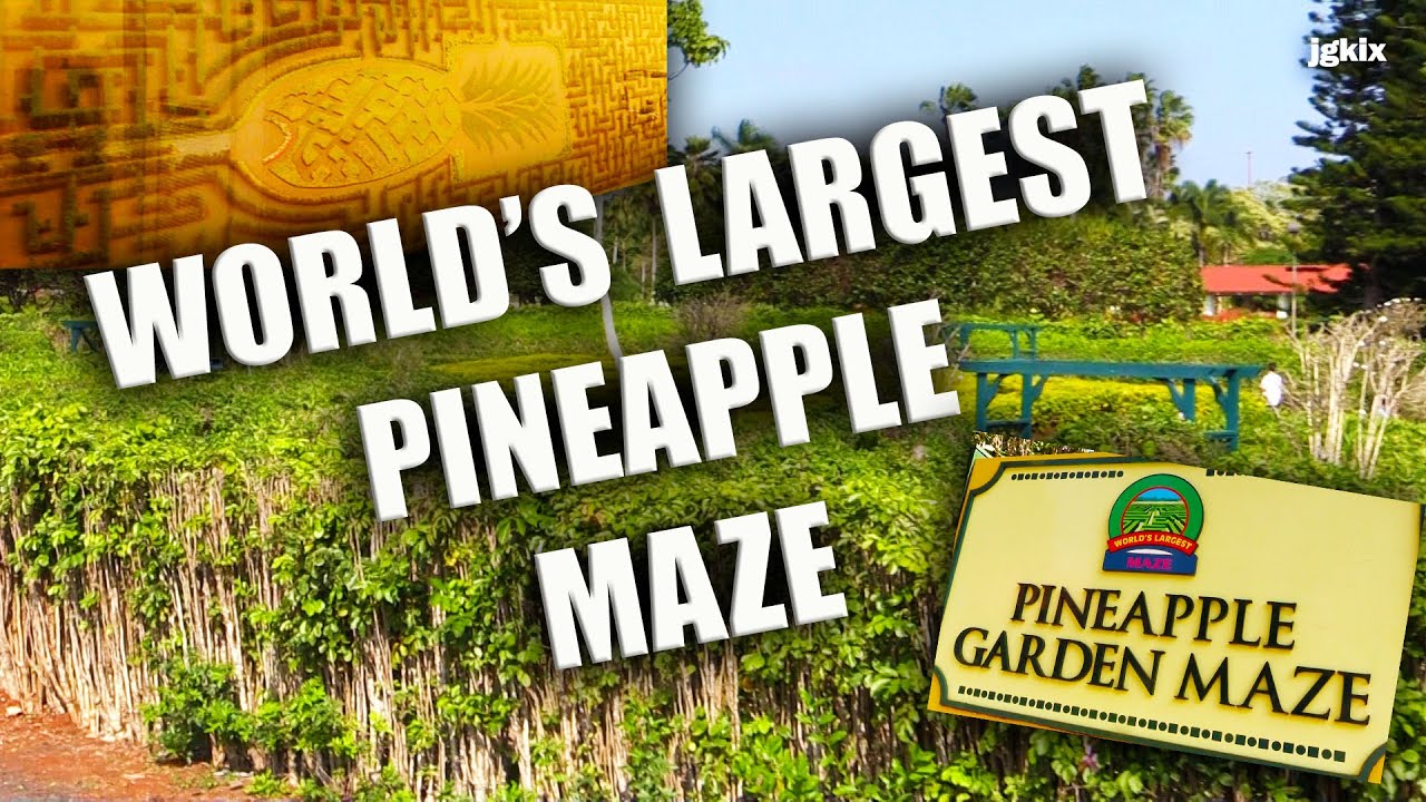 Pineapple Maze Hawaii