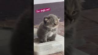 Kabız Olan Kedinin Hali